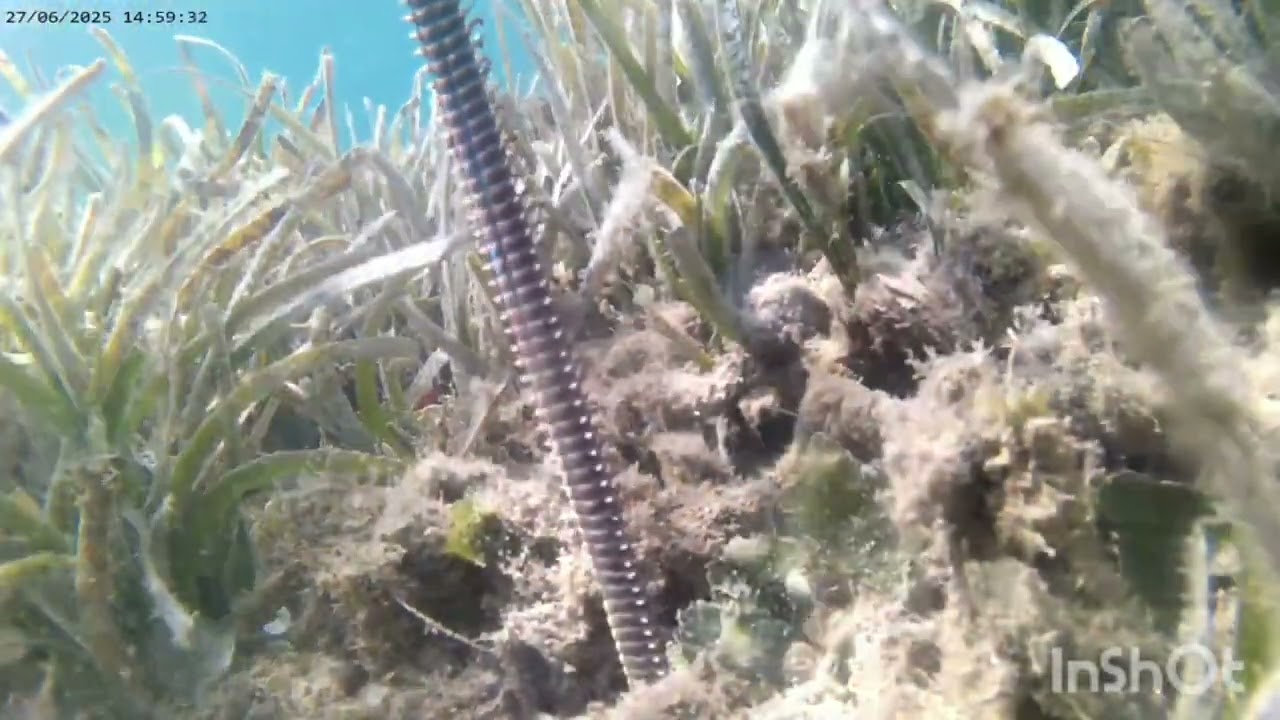 Δόλωμα Φαραώ- Θέλουν και αυτά το δάχτυλο τους!