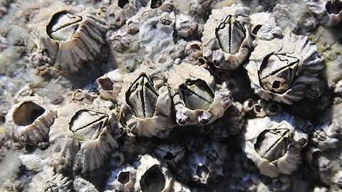 Tại sao những con hà lại thường bám vào cá voi lưng gù? Sự thật thú vị mà có thể bạn chưa biết.