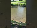 Geese Relaxing Pigeonforge Birds Nature River Water Ytshorts Shorts Ytshort Like Fun Geese Relaxing Pigeonforge Birds Nature River Water Ytshorts Shorts Ytshort Like Fun