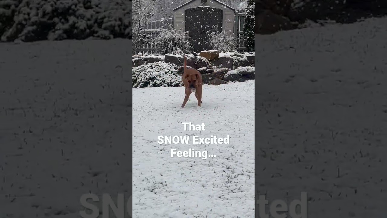 Puppy LOVES The First Snow 🥰 Puppy Zoomies 
