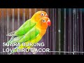 Suara Burung Lovebird Lambat Gacor Ngekek Panjang Buat Masteran Dan Pancingan Mp3 - Mp4 Download
