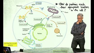 How do proteins reach their appropriate location in the cell?