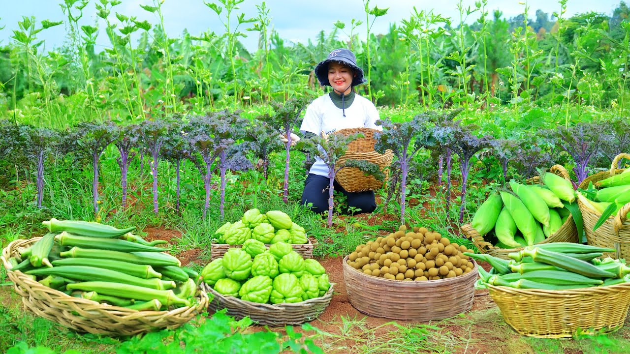 Harvest Farm Produce: Okra, Chayote, Malabar Spinach, Longan To Sell At The Market – Cook With Them