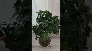 муррайя