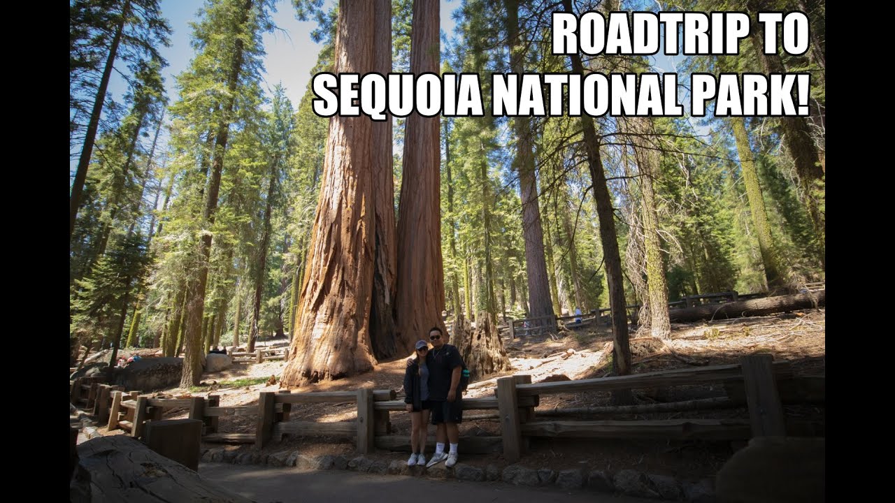 sequoia road trip