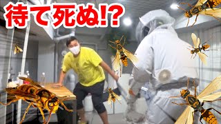 [Danger] Releasing wasps into a room without warning creates hilarious havoc lol