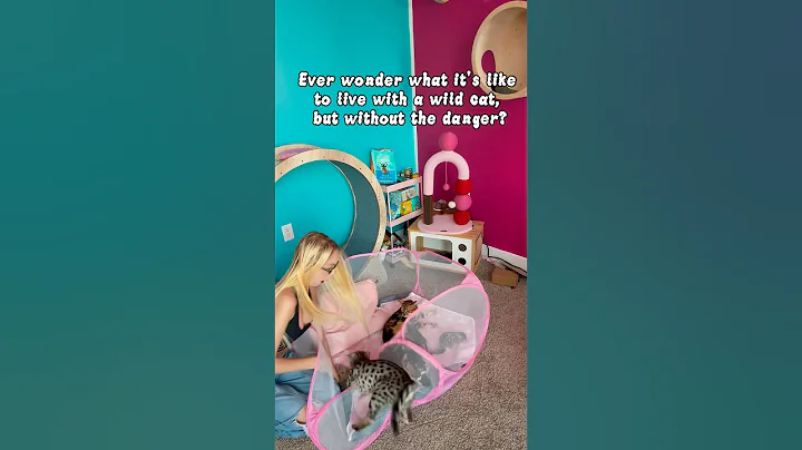 Video 10248511: f1 savannah cat, catlover catlife