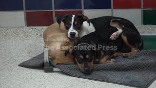 Full Concerns about the New World screwworm have put Texas pet adoptions on hold Update