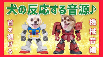 犬が首を傾げる音 Youtube