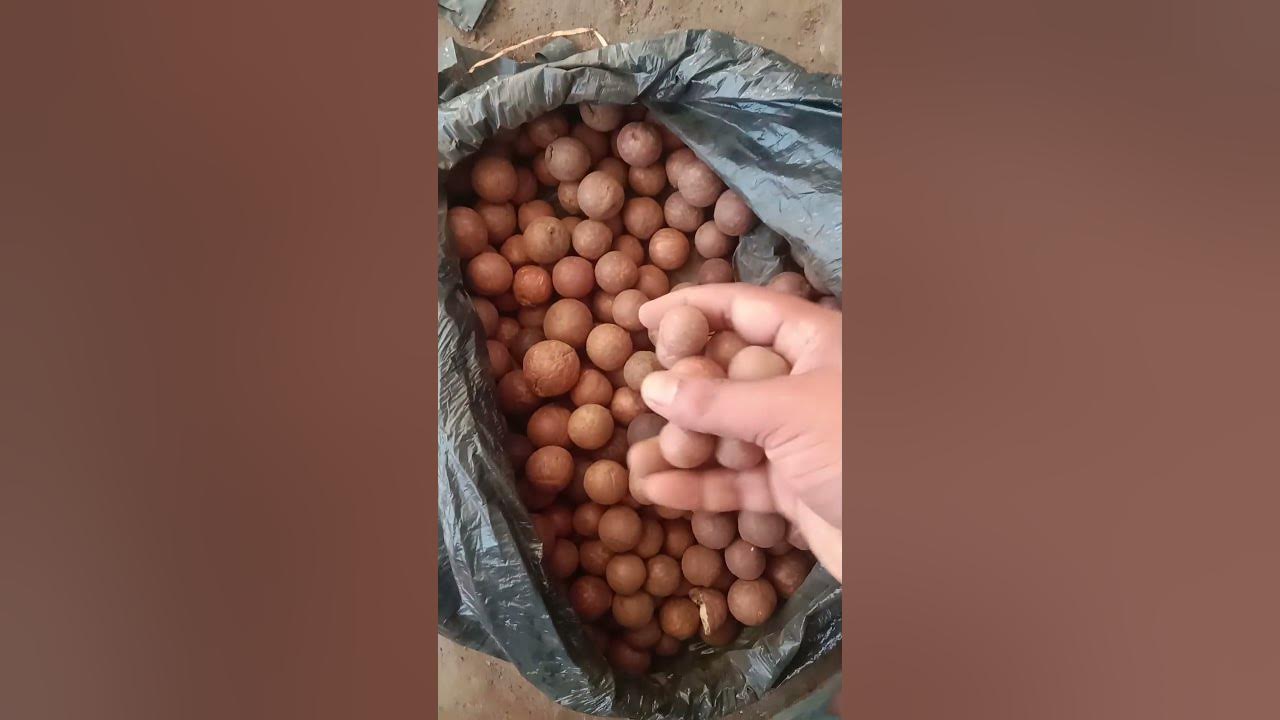 macadamia-nut-seeds-available-on-indiamart-youtube
