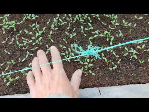 Video: Gladiolus gullarini olib tashlash - Gladiolus gullarini o'chirish kerakmi?