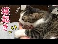 【ざらざら音】朝、寝ぼけペロペロしてくれる猫