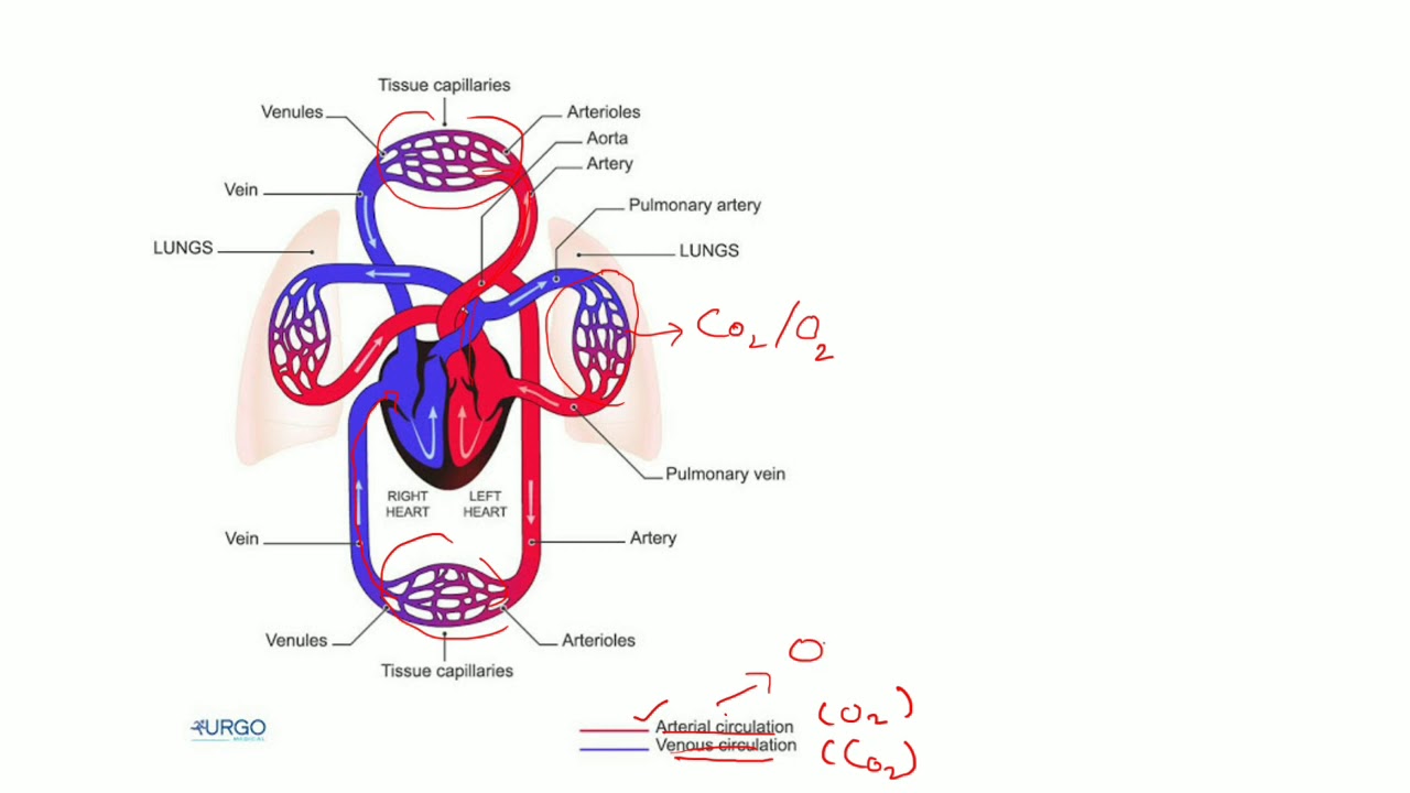 Human Circulatory system/ CLASS 10TH /CBSE/ S.CHAND - YouTube