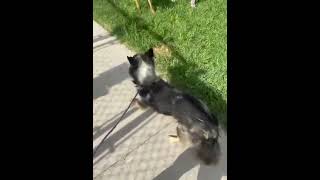 Scheduled For Death At 1pm CT, This Australian Shepherd Needs Help FAST [STORY BELOW]