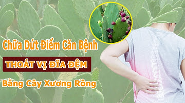 Chữa dứt điểm bệnh thoát vị đĩa đệm bằng cây xương rồng nhờ dùng bài thuốc xương rồng bằng cách này