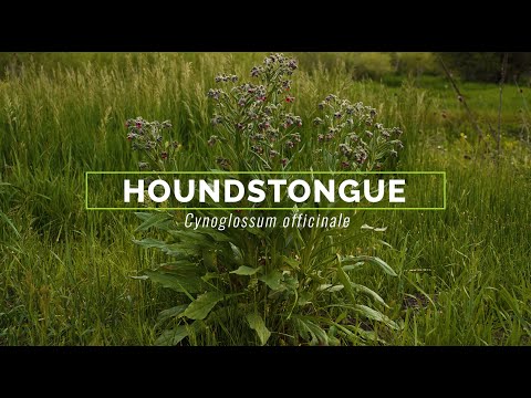 Video: Houndstongue nazorati - bog'lardan houndstongueni qanday olib tashlash mumkin