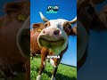 Коровы тайно общаются? 🐄  #животные #youtubeshorts #animals #корова #ферма #рекомендации
