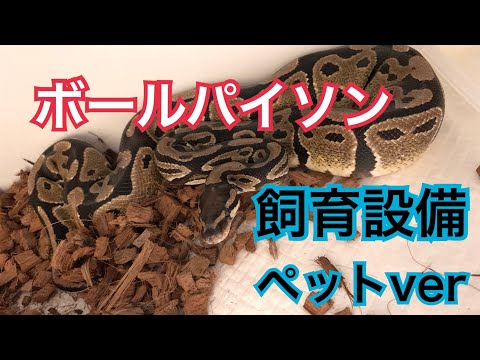 ボールパイソン 飼育 役立つ情報 Youtube