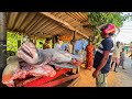 Wow! Peaceful Village Morning Hardworking Fishermen and a Huge Shark