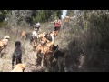 Reportaje: Territorio de Zaguates