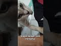 kucing viral meminta dengan sopan, kalo kucing kamu gimna sob? #cat #kucingviral #kitten