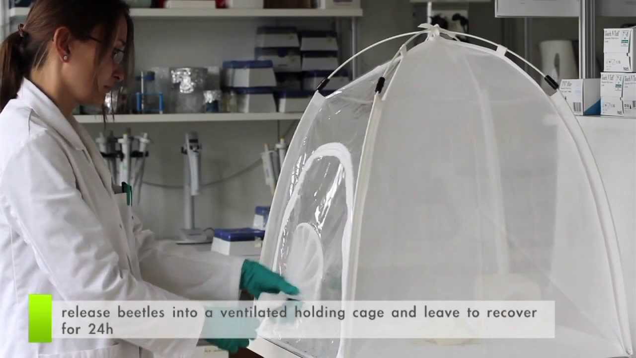 Pollen Beetle - IRAC Susceptibility Test Method Nos. 011, 021, 025 & 027