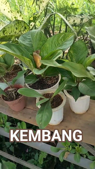 Bunga cantik #bungacantik #bunga #berkebun #viral #fyp