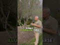 Butterfly Trees Lighting Ideas | Stunning Landscape &amp; Garden Lighting Design