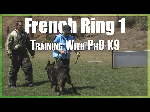 Video: Dog Sports 101: Nhẫn thể thao Pháp