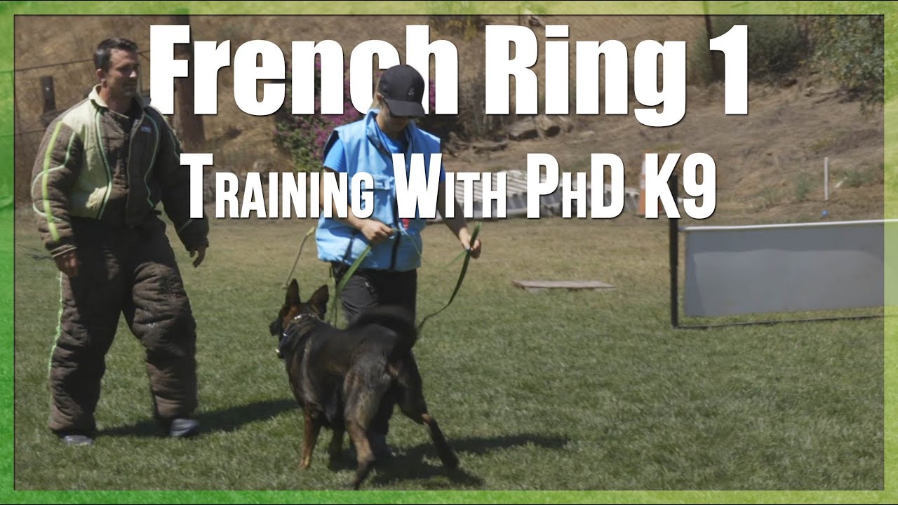 Ring 1 Training French Ring Protection Dog Sport YouTube