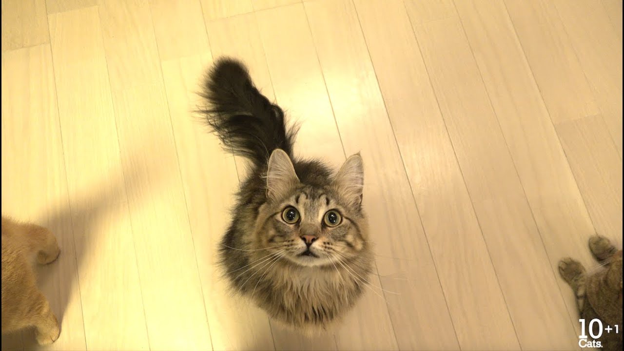 かわいい猫の鳴き声 すいませんとゴハンとしゃべる猫たち Kitten And Cats Meowing Youtube