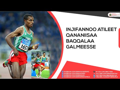 Injifannoo Atileet Qananiisaa Baqqalaa Galmeesse