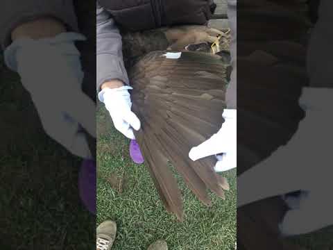 Как подрезать крылья уткам