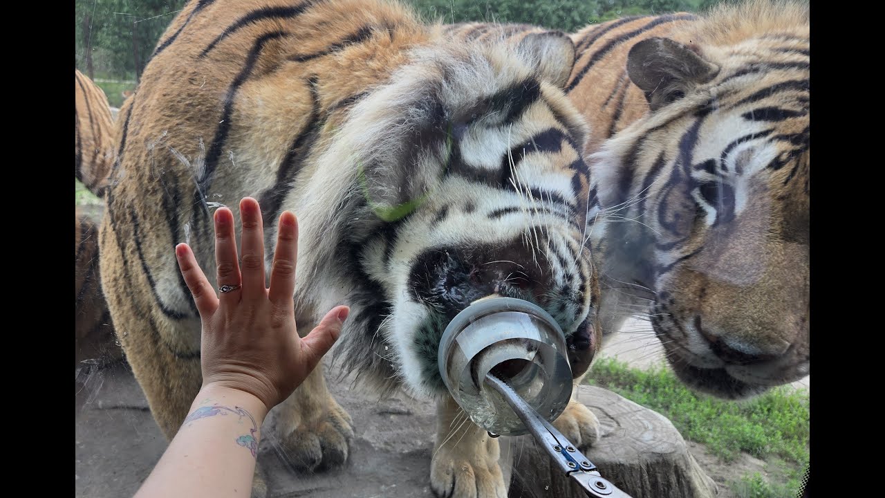 Harbin Siberian Tiger Park   - 东北虎林园