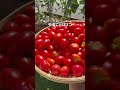 冬にこれやると夏野菜の土作り楽できます🙋♂️#家庭菜園 #short