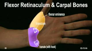 Surface Anatomy - Wrist Hand (2D)