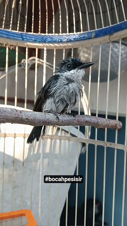 suara panggilan burung jinjing batu #kicaumania #burung #jinjing_batu