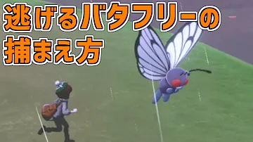 剣盾 バタフリー