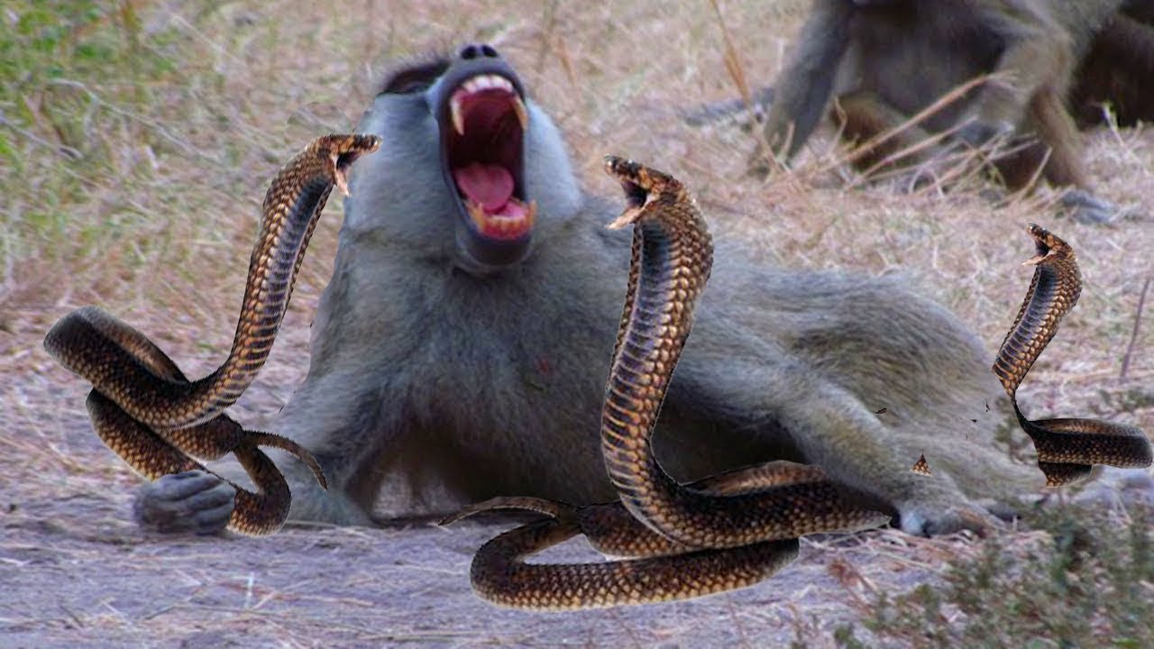 Мужчина обезьяна и змея