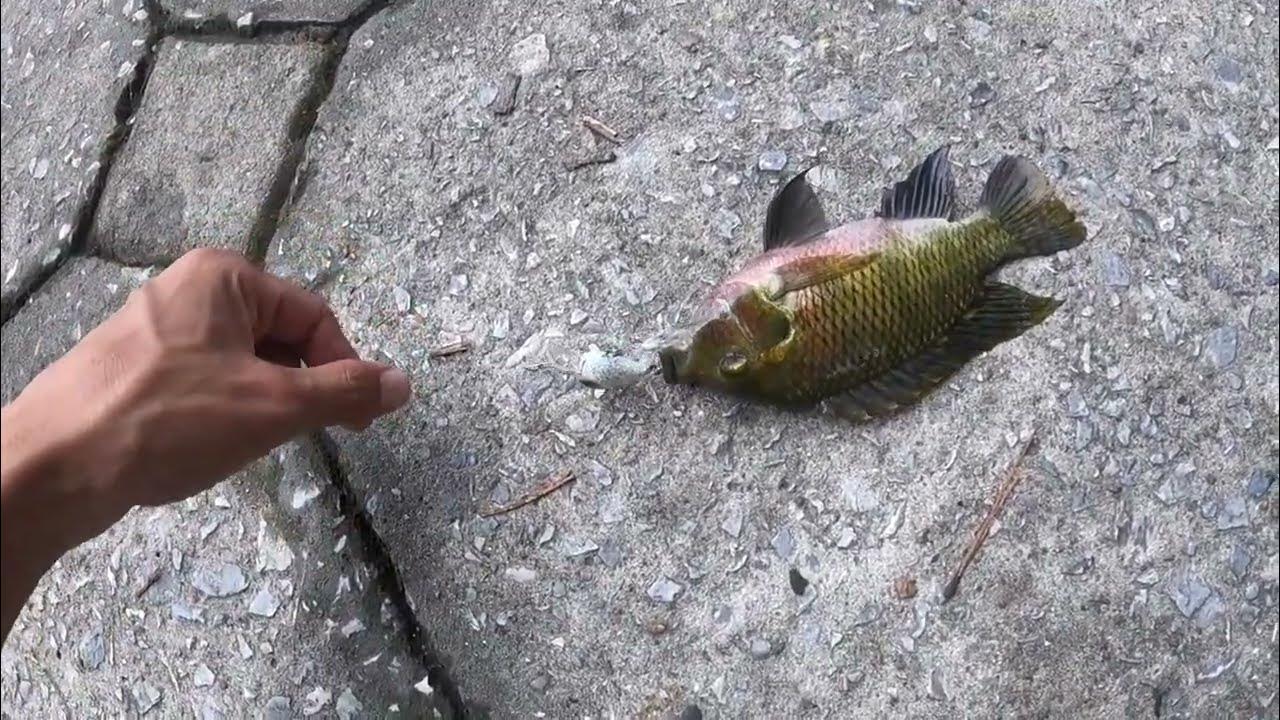 Tilapia lure fishing by Crank bait at Giang Vo lake Hanoi YouTube