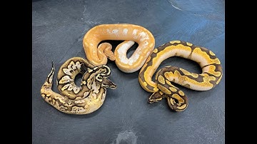 Sugar Rush!  A look at Sugar and Calico Ball Python combos.