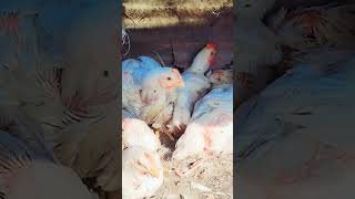 chicken wala video viral kijiye 1 minut Mein 100 subscriber