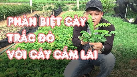 Phân biệt cây trắc đỏ với cây cẩm lai - 0798 414 414