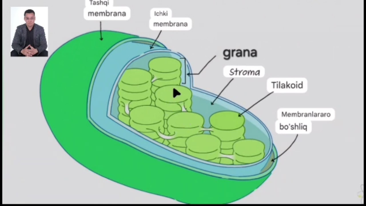 FOTOSINTEZ. ATF.NADF.ADF.QORONG‘ULIK VA YORRUG‘LIK REAKSIYASI. 