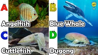 ABC phonics animals | ABC Sea Animals song | English and Animals for Kids #angelfish