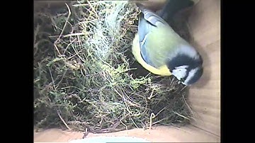 Intruder persists in entering.