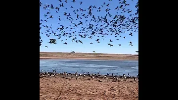 رمي البط 