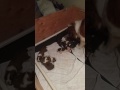 11 days old Saint Bernard pups try to walk
