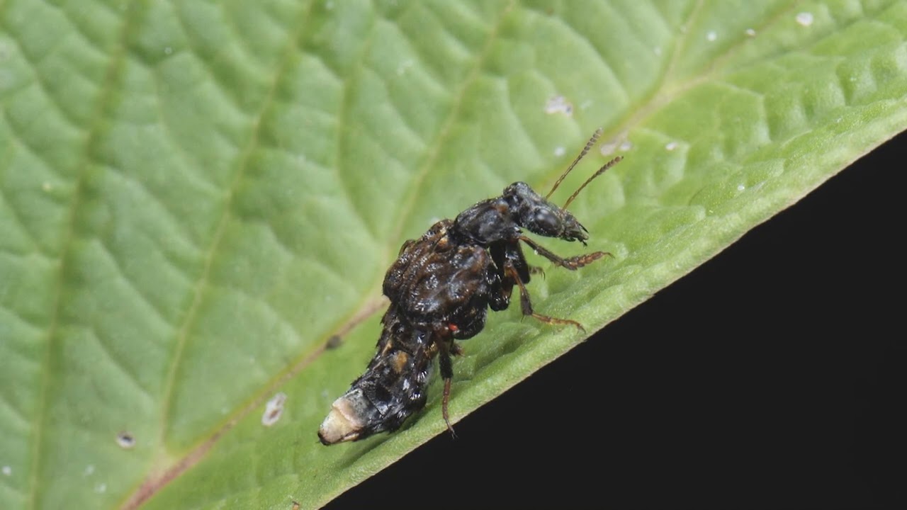 Leistotrophus versicolor, Staphylinidae