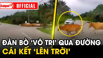 Hú hồn đàn bò cả chục con "VÔ TRI" BĂNG QUA ĐƯỜNG và cái kết bị ô tô VA MỘT CÚ TRỜI GIÁNG | SaigonTV